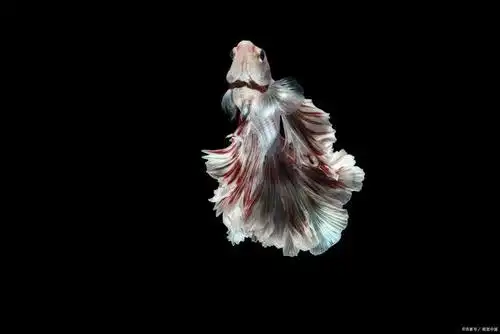 凶猛善斗,又是灭蚊高手的斗鱼