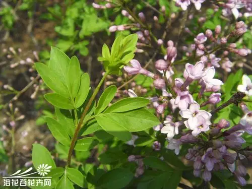 裂叶丁香图片
