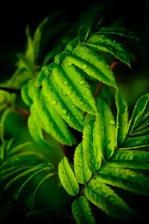 4k高清壁纸-绿色植物4|护眼_网易订阅