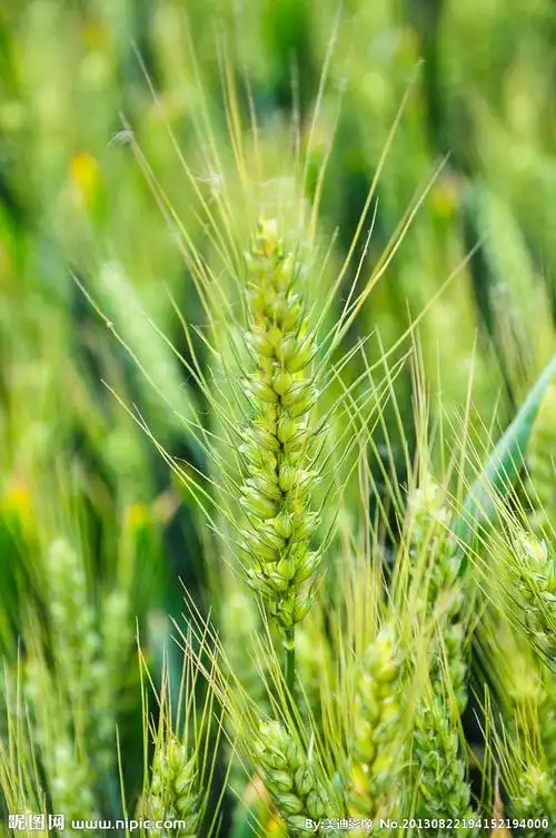 麦穗图片