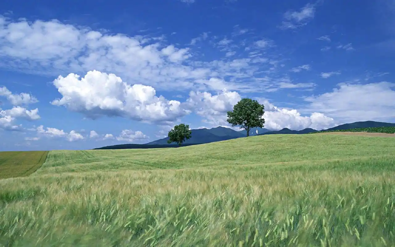 绿色草原高清风景图片桌面壁纸