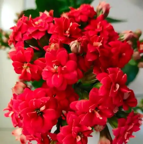 长寿花"吉祥红",养护容易,美丽又喜庆,三季有花开,室内也能养