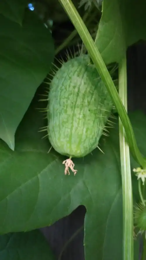 藤本植物 果实带刺