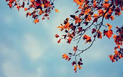 好看的花卉植物高清唯美意境壁纸