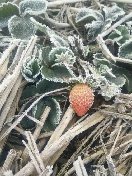 越光鲜大个的草莓,越暗藏危险!