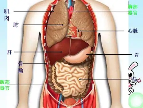 四年级《身体的结构》