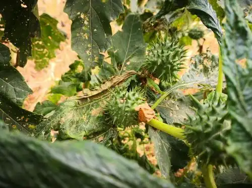 路边常见的"刺苹果"是武侠小说常出现的毒草,也能入药治病