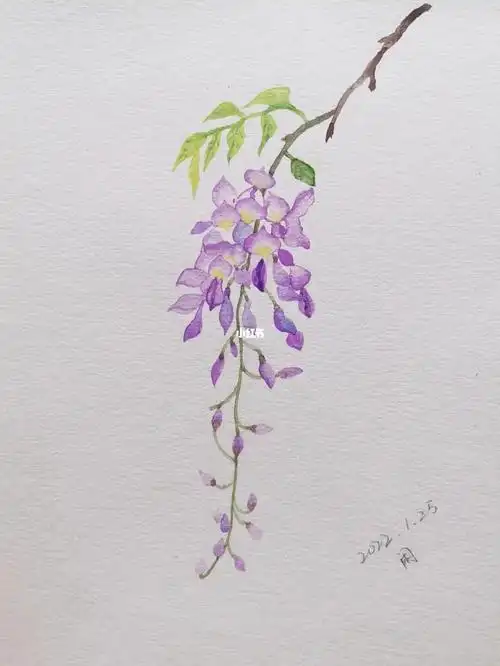 一幅小画紫藤萝