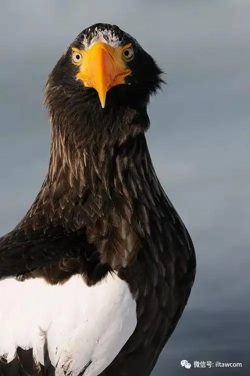 大型猛禽-虎头海雕