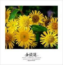 金钱花(中药名)_百度百科