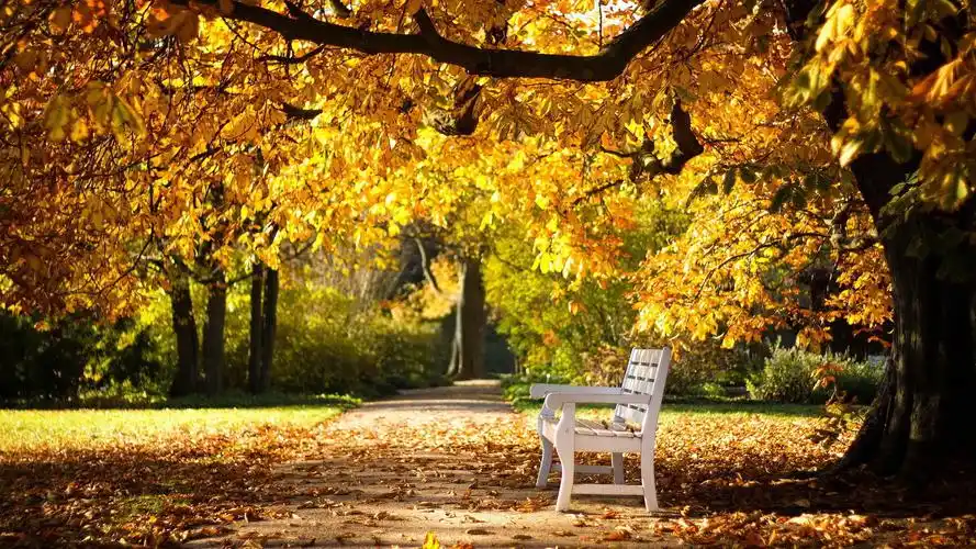 秋天的公园长椅,树林,落叶,风景桌面壁纸