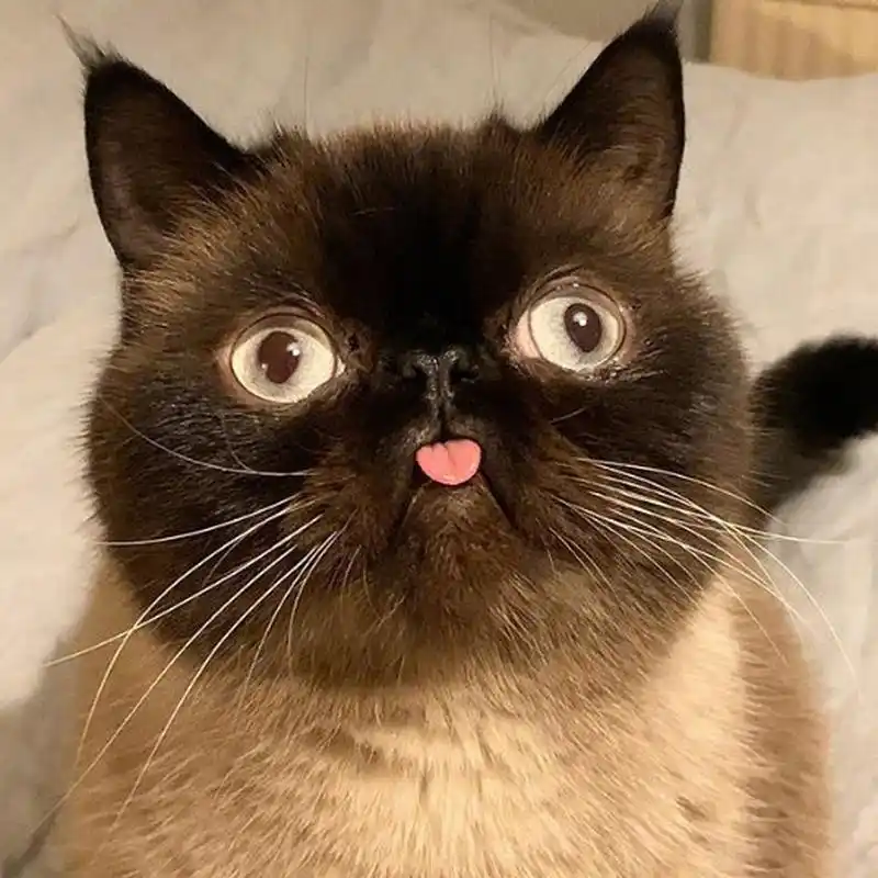 爱吐舌头的呆萌猫,可爱加倍!