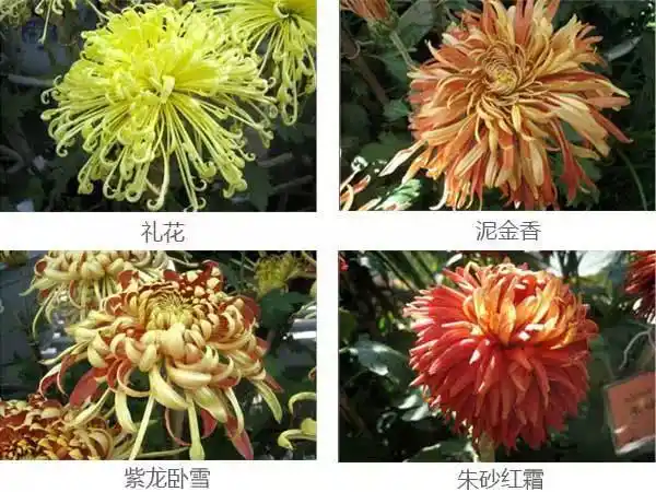 2010,12年乌市植物园菊花展(含菊花品种及文化介绍)一歌曲菊花台!