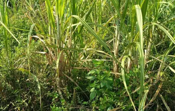 如何有效防治甘蔗地里的杂草?