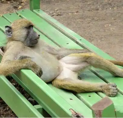 葛优躺,躺着中枪