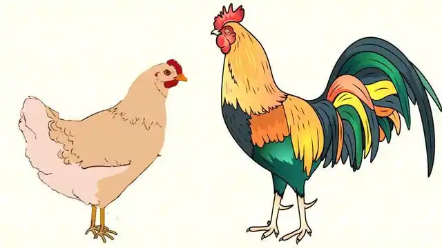 母鸡为了繁衍后代,竟可以主动变成公鸡,究竟怎么回事?