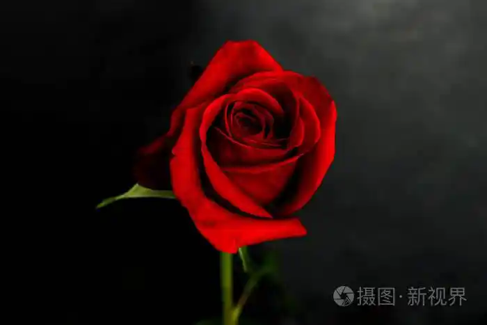 黑色背景上的一朵红玫瑰