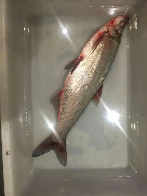 三月桃花开江水,白鱼出水鲜肥美——松花江哈尔滨段惊现贡品大白鱼