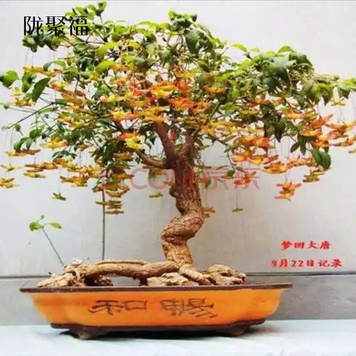 原生金丝吊蝴蝶盆景树苗蝴蝶盆景丝棉木树桩鲜活垂丝卫矛花卉盆栽