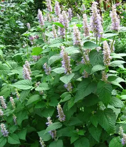 此植物的名称,科名,拉丁学名!
