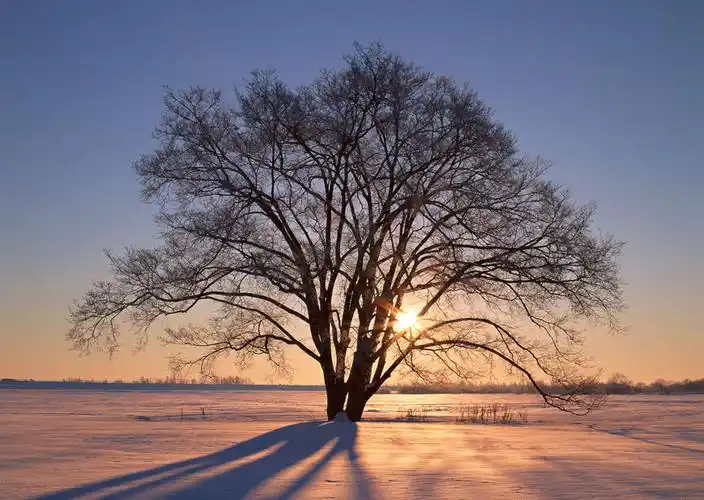 你有没有尝试过认真地看一棵树