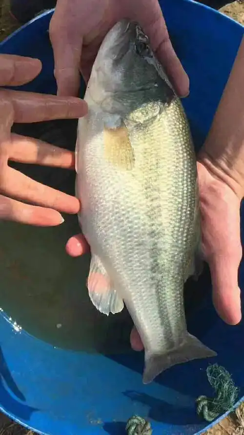 鱼苗鲈鱼优质淡水路亚加州美国大口鲈优一号鱼