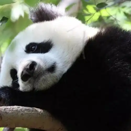 真熊猫头像你能叫出他们的名字吗