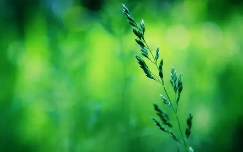 绿色护眼清新植物屏保_为你的眼睛点缀绿意_风景壁纸