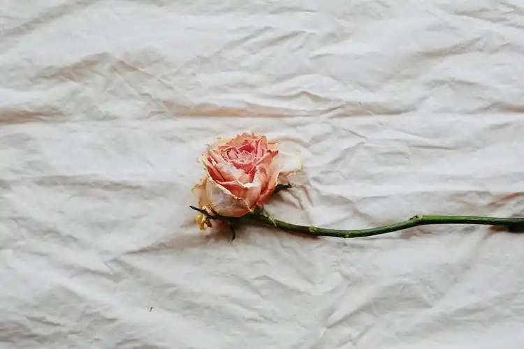 有没有什么简单一点的浅色系电脑壁纸