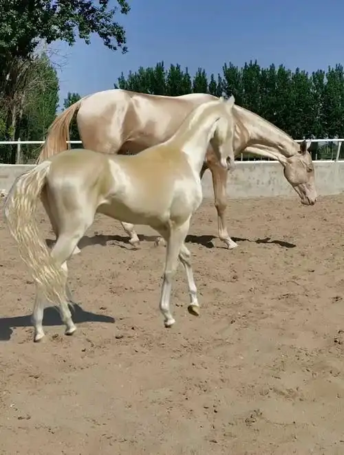 纯种汗血宝马腾云真的很出众