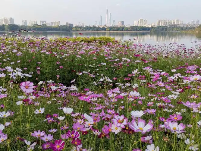 海珠湖波斯菊花海美如画!