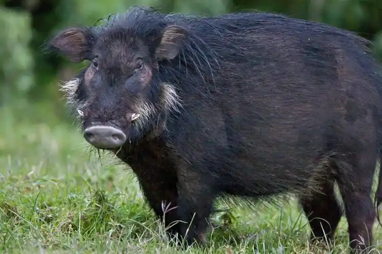 头发,无人,横图,室外,野生动物,猪,非洲,肯尼亚,野猪,黑色,动物,摄影