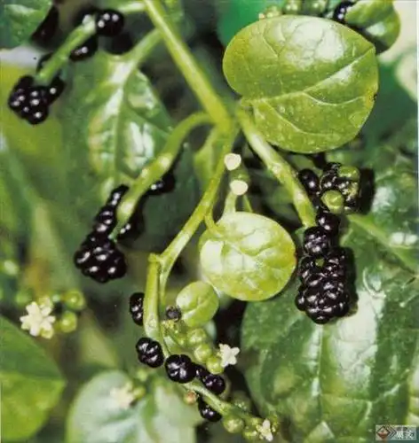 果实是紫色的球球,叶子厚厚的,过开水熟了吃着滑滑的叫什么名字?