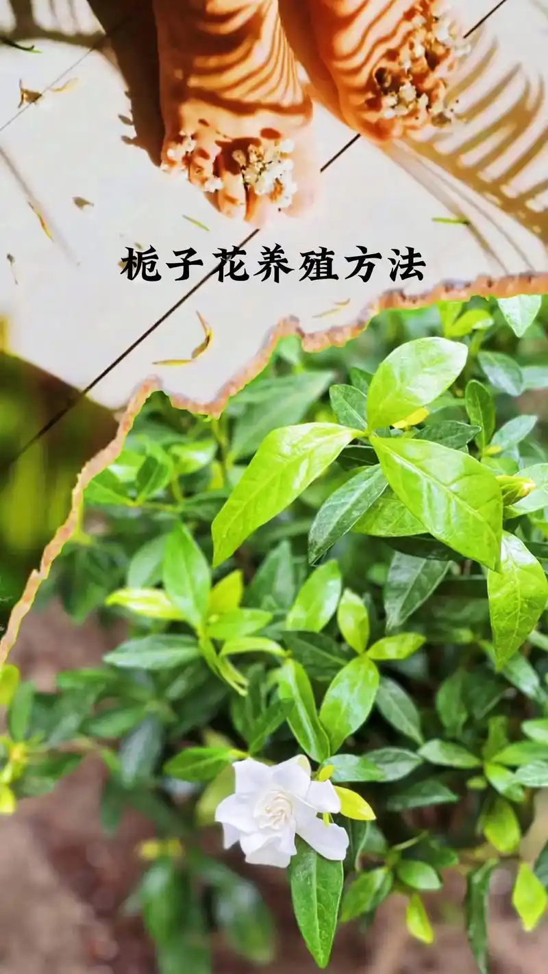 栀子花养殖方法和注意事项.#花卉绿植 #养花小知识 #栀子花 - 抖音