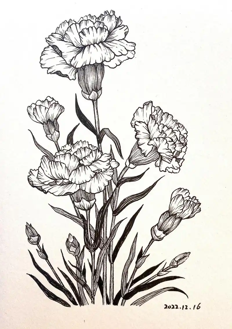 康乃馨|画画练习【day43】附过程 花语 白色:纯洁的爱 送给母亲的花