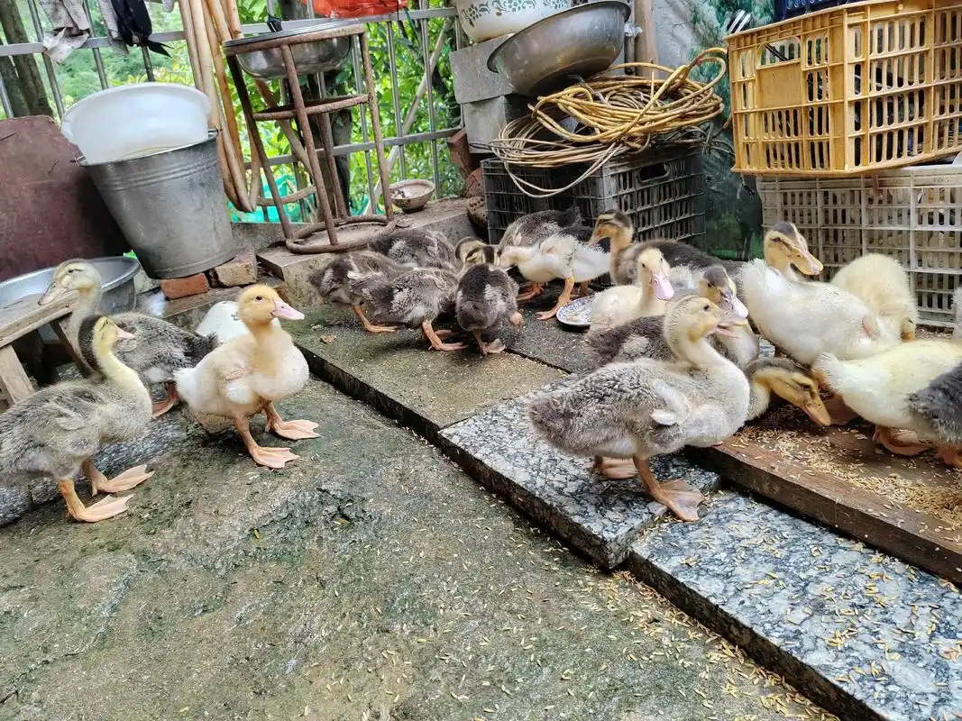 农村生活.养鸭日常,鸭再养三个月就可以上餐桌了,自己养的好吃 - 抖音
