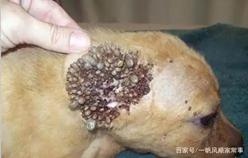 狗狗身上有很多蜱虫怎么办?