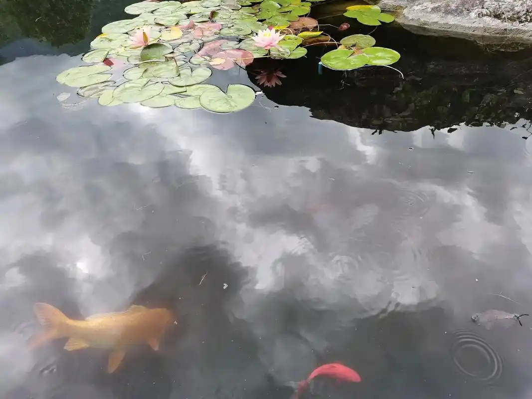 锦鲤戏水图.#好运锦鲤 #鱼儿水中游 #大自然 #观赏鱼 # - 抖音