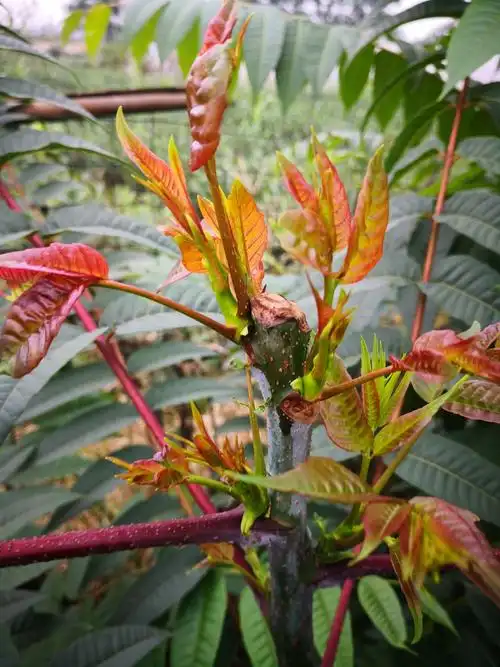 [香椿芽批发]四季红香椿芽鲜嫩脆爽椿香浓郁,每年9月初至12月底有货