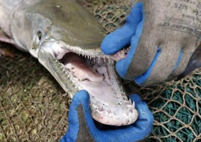 成年后的鳄雀鳝,它的食性会发生巨大的变化,主要是攻击和捕食水土内的