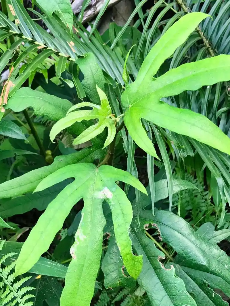 粗叶榕(俗称五指毛桃),桑科榕属木本植物小灌木,叶 - 抖音