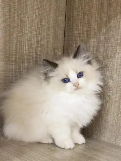 海双布偶猫弟弟满两个月了更爆毛了