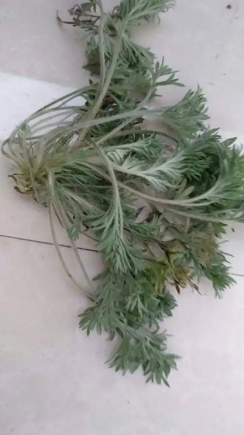 茵陈 秦岭正月野生绵