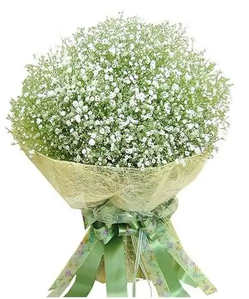 合肥其它花,满天星花束[图片 价格 品牌 报价]