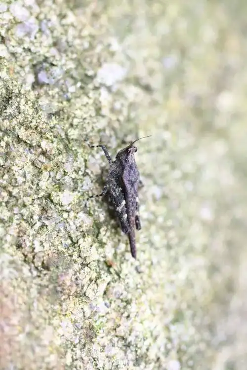 直翅目·蝗亚目·蚱总科(菱蝗总科):蚱(菱蝗)