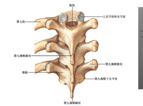 椎弓根钉置钉法