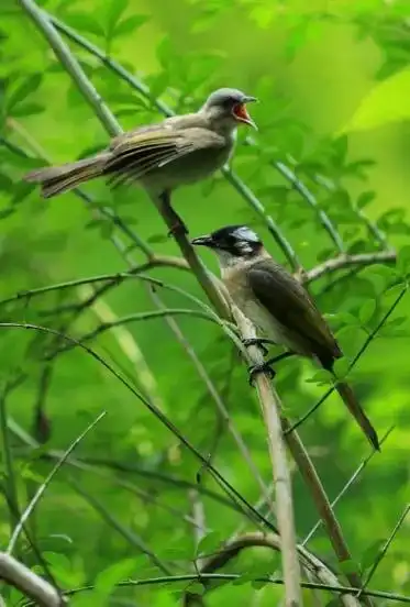 一直站在树上的鸟,从不害怕树枝断裂,因为它相信的不是树枝,而 - 抖音