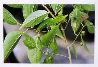 朴树果子图片,朴树叶子图片-图片大观-奇异网