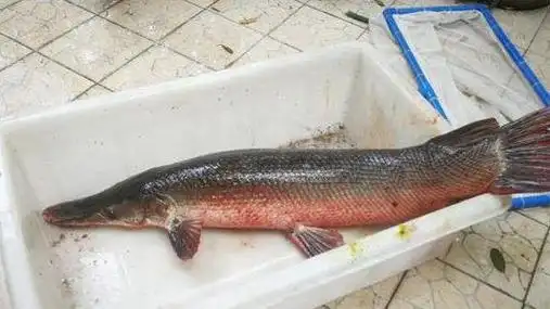 热心网友搜罗了各种消息,发现鳄雀鳝在网上叫卖的价格非常便宜,大部分