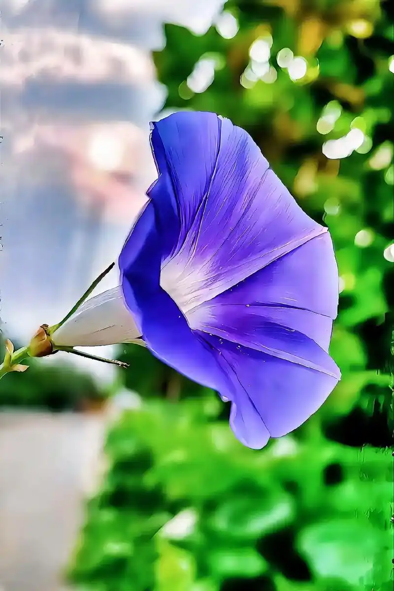 牵牛花.一缠一绕一生情,一草一千秋;一花一草一片天,一花一世 - 抖音